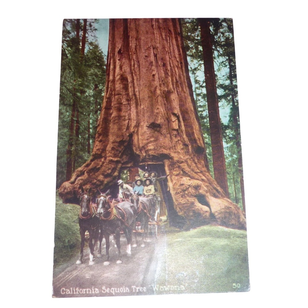 1921 California Sequoia Tree Wawona Yosemite Postcard Horse Carriage Vintage